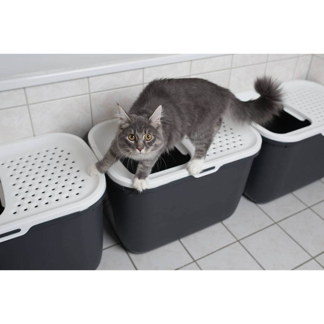 Why Your Cat Doesn't Like Its Litter Box Pampa Animal Hospital