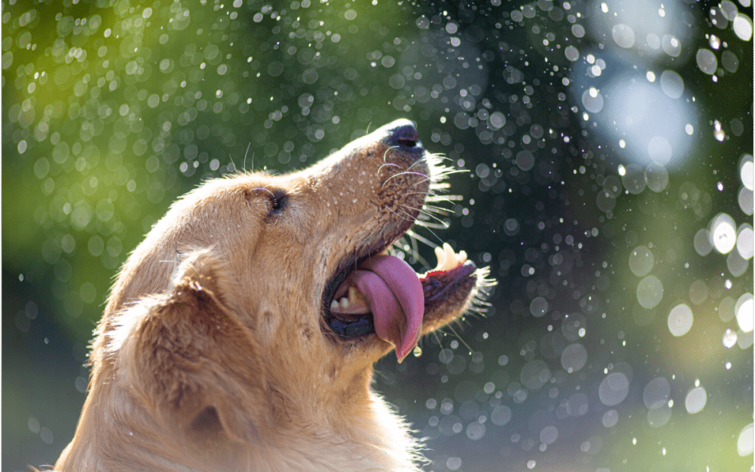 Water being splashed on to a happy Golden Retriever