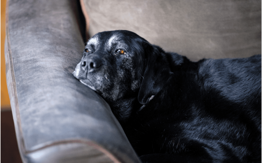 Different Ways to Prepare for the Passing of Your Pet
