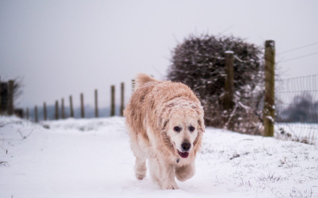 Older golden retriever walking in the snow with snow on its fur
