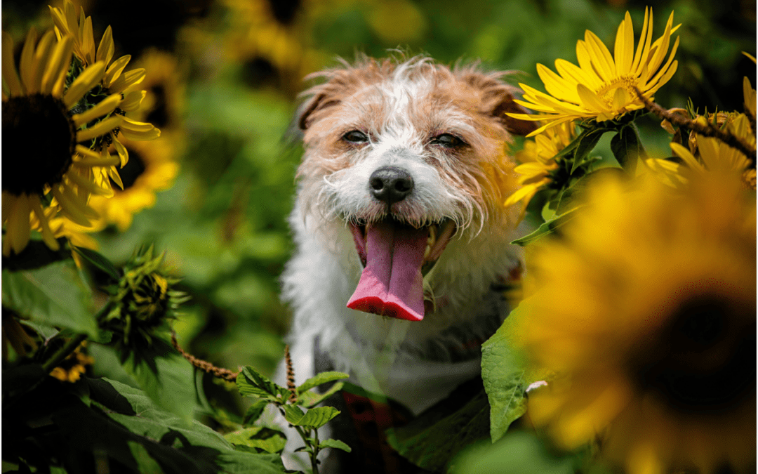 Jack Russell Terrier sitting in a sunflower field