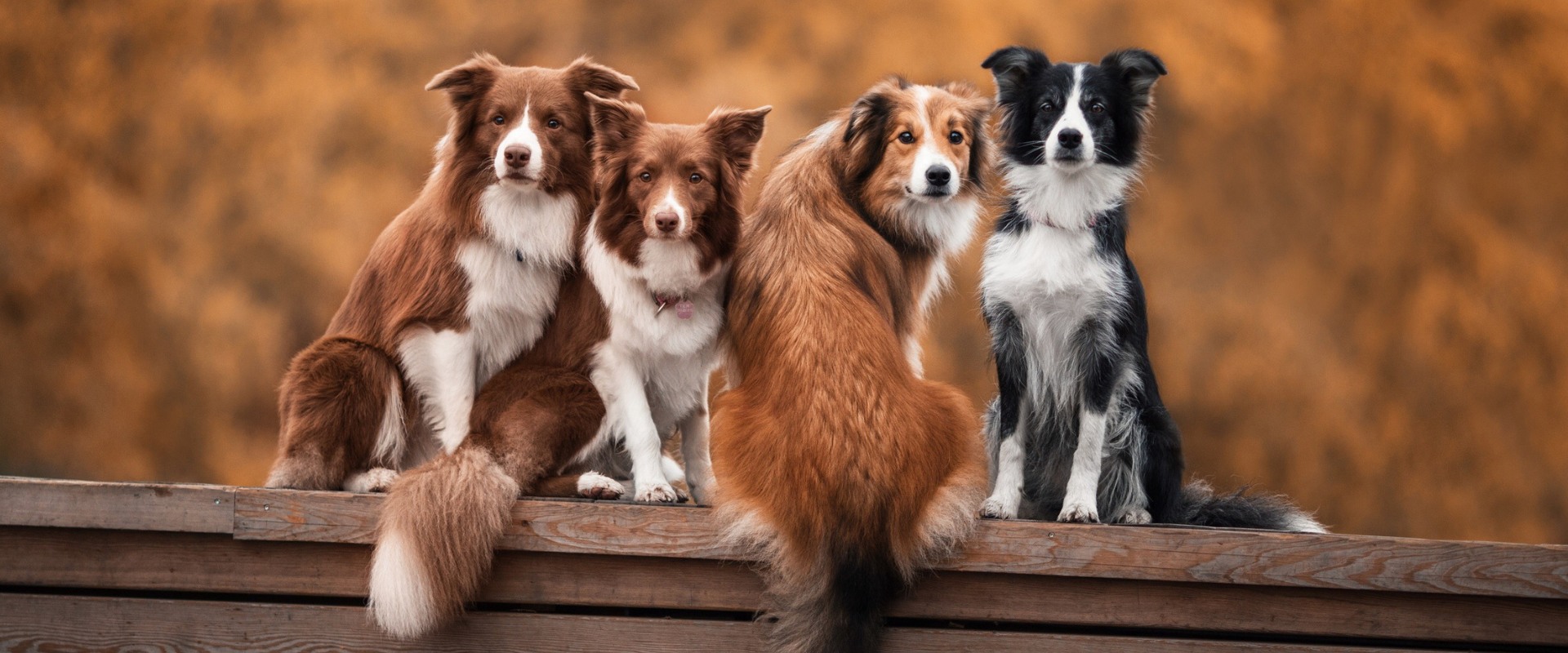Dogs on the wooden surface Dogs on the wooden surface