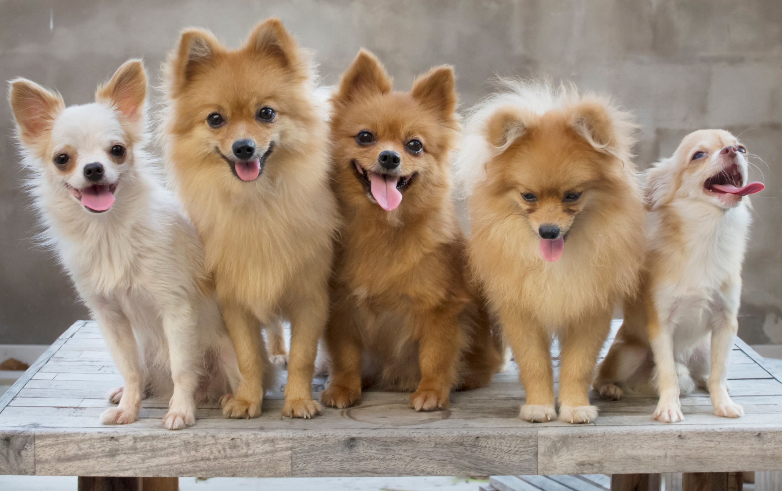 group of dogs